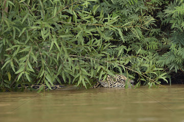 Jaguar (Jaguar onca) swimming in a river  Pantanal  Brazil