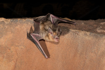 Trident leaf-nosed bat (Asellia tridens)  Morocco