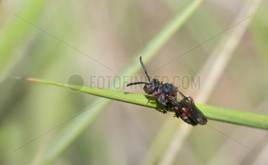 Dark Nomad Bee (Nomada sheppardana)  Mont Ventoux Biosphere reserve  France