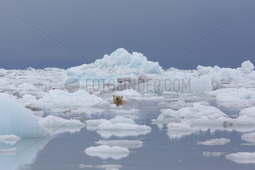 Polar bear (Ursus maritimus) adult male swimming in ice  Wahlenbergfjord  Nordaustlandet  Spitzberg  Svalbard.