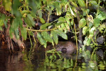 European Beaver (European Beaver) swimming in a river  Biebrza National Park  Poland