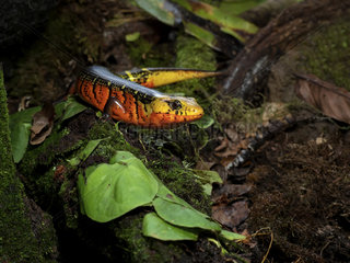 Red Scorpion Lizard (Diploglossus monotropis)  Costa Rica  October