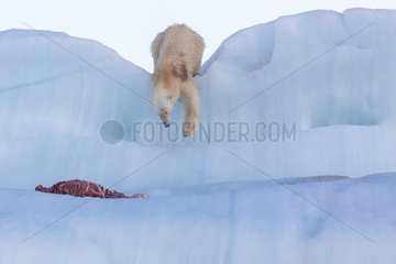 Polar bear (Ursus maritimus) with seal carcass on an iceberg  Wahlenbergfjord  Nordaustlandet  Spitzberg  Svalbard.