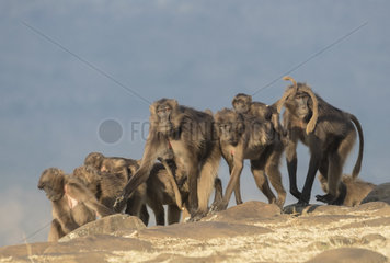 Gelada or Gelada baboon (Theropithecus gelada)  group of females with babies  Debre Libanos  Rift Valley  Ethiopia  Africa