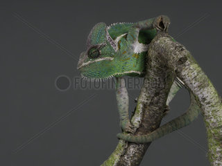 A charming Flap Necked Chameleon (Chamaeleo dilepis) perches tentatively on a branch.