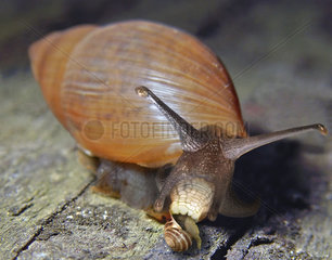 Rosy wolfsnail  Euglandina rosea eating a small snail. It's a predatory air-breathing land snail  a carnivorous terrestrial pulmonate gastropod mollusk. Is a fast and voracious predator  hunting and eating other snails and slugs. Was introduced into Hawaii in 1955 as a biological control for the invasive African land snail  Achatina fulica. This snail is responsible for the extinction of an estimated eight native snail species in Hawaii. This has caused the snail to be added to the IUCN?s top 100 most invasive species. USA