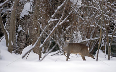 Roe deer (Capreolus capreolus) in the snow  France