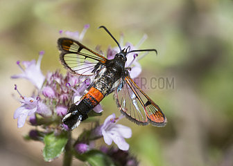 Red-tipped clearwing (Synanthedon formicaeformis) on Wild thyme (Thymus serpyllum)  Sixt-Fer à Cheval Nature Reserve  Alps  France