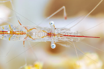 Detail of a shrimp 85 meters deep. Species not yet identified. This specimen is no more than 2 centimeters long. Mayotte