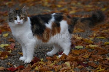 Kitten standing in dead leaves France