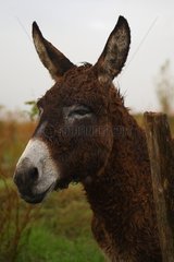 Portrait of a donkey in the meadow in fall France