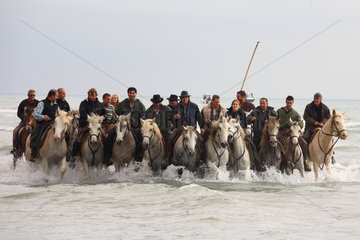 Cowboys on horseback into water during a abrivade Camargue