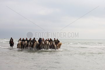 Cowboys on horseback into water during a abrivade Camargue