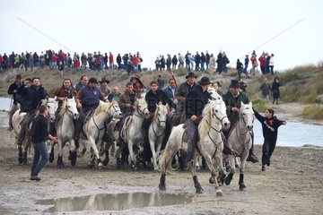 Cowboys on horseback on the beach during a abrivade Camargue