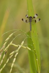 Dragonfly in a rice field in Laos