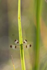 Dragonfly resting on a grass in Laos