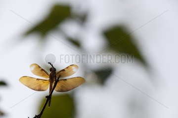 Dragonfly in Laos