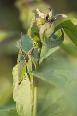 Grasshopper on a plant in Laos
