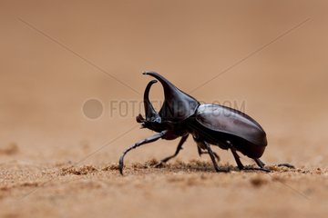 Rhinoceros Beetle in Laos