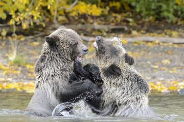 Grizzly bear cubs playing in a stream in Canada