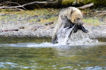 Grizzly bear cub playing in a stream in Canada