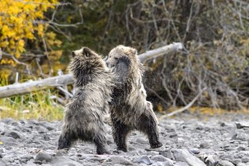 Grizzly bear cubs playing to fight in Canada