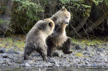Grizzly bear cubs playing to fight in Canada