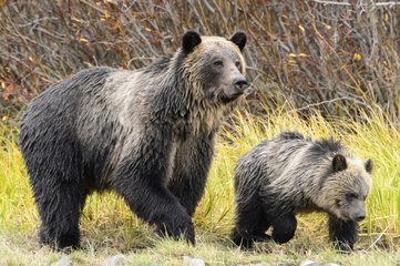 Grizzly bear cub walking with her mom in Canada