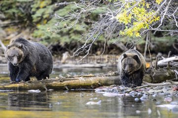 Grizzly bear cub with her mom nest to a river in Canada