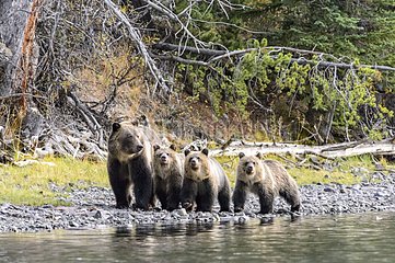 Grizzly bear cubs and their mother walking in Canada