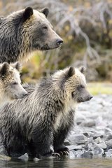 Grizzly bear cubs and their mother observing in Canada