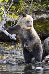 Grizzly bear cub standing on a riverside in Canada