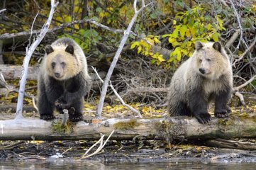 Grizzly bear cubs on a trunk near a stream in Canada