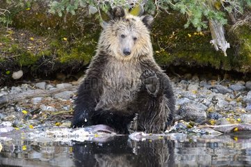 Grizzly bear cub sitting next to a stream in Canada
