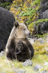 Grizzly bear cub sitting in Canada