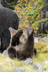 Grizzly bear cub rolling on his back in Canada