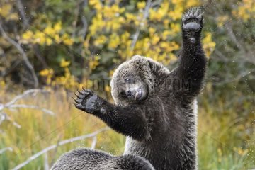 Grizzly bear cub standing in Canada
