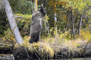 Grizzly bear cub standing marking his territory in Canada