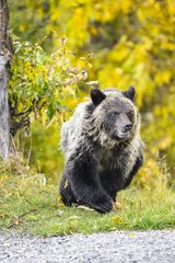 Grizzly bear cub walking in Canada