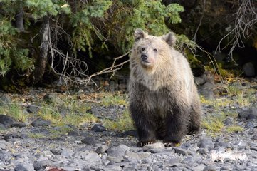Grizzly bear cub walking on a riverside in Canada