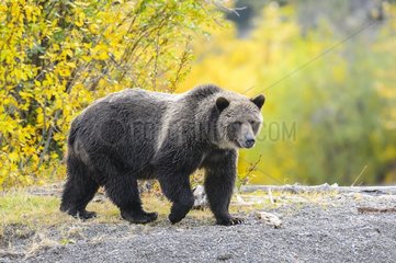 Grizzly bear female walking in Canada