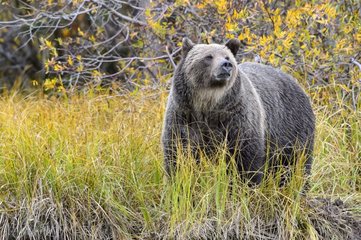 Grizzly bear female in the grasses in Canada