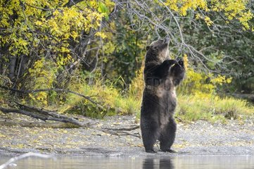 Grizzly bear female standing smelling branches in Canada