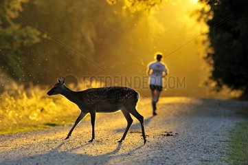 Fallow Deer crossing behind a jogger Dyrehaven Denmark