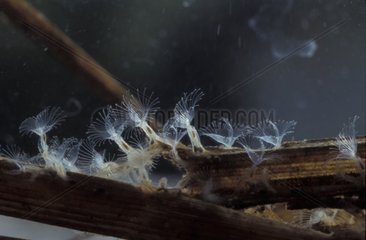 Bryozoa Zoid -Kolonie im Wasser eines Sees