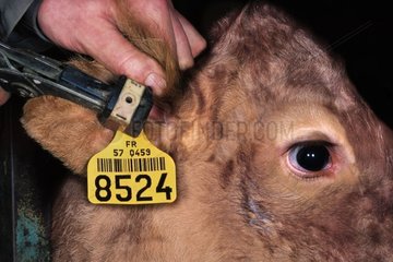 Pose de boucles d'identification sur jeune veau Limousin