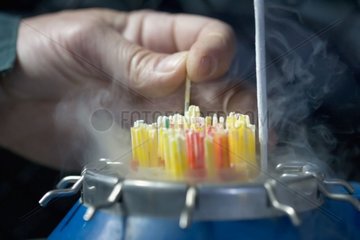 Spangles of insemination in liquid nitrogen bottle