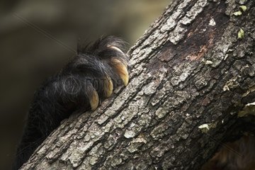 Paw of a Spectacled Bear holding on a tree trunk Imbabura