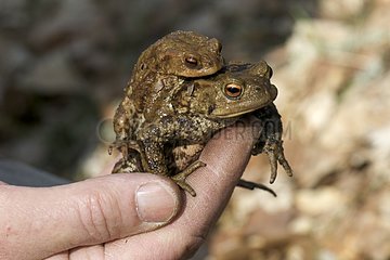 Common toads mating in one hand France