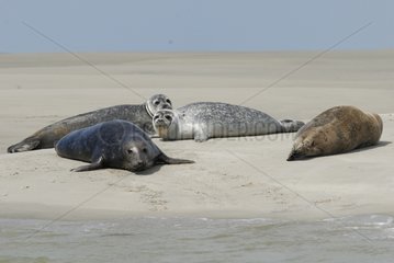 Harbor and Gray Seals at rest on a sandbank France